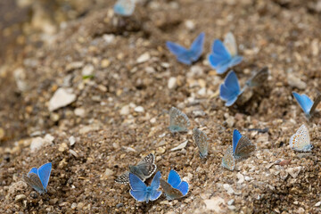 Chalkhill blue butterflies drinking water