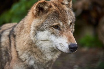 Naklejka na ściany i meble European Wolf closeup of face. Beautiful wild animal.