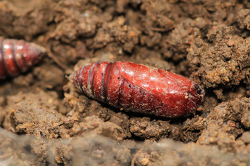 natural brown chrysalis insect macro