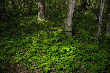 Forest landscape with big foliage