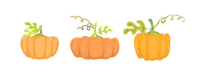 Set of handdraw pumpkins. Isolated illustration for magnet, stickers, icons etc.