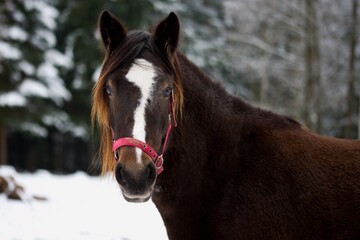 Welsh cob mare