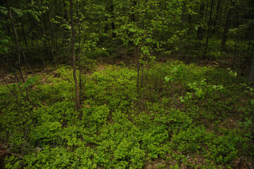 Forest at night with grass and trees