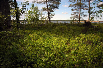Fototapeta na wymiar Nature forest landscape with bushes and trees