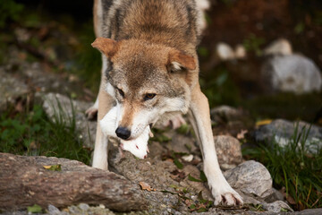 Naklejka na ściany i meble Wolf in Zoo eating rat. Gray Wolf feeding. European Wolf feeding on Rat