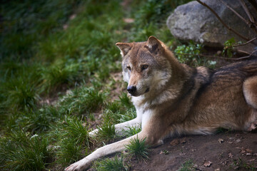 Obraz premium Wolf sitting on elevated rock in forest looking at surrounding area.