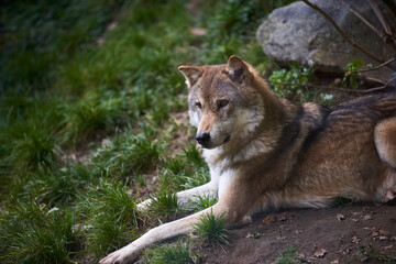 Wolf sitting on elevated rock in forest looking at surrounding area.