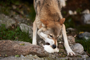 European Wolf eating white rat in Zoo. Feeding time in Zoo