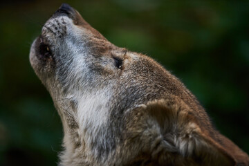 European Wolf howling in Zoo. Beautiful wild animal howling. Closeup view of Wolf