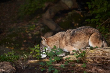 European Wolf eating white rat in Zoo. Feeding time in Zoo