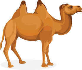 Beautiful Bactrian camel