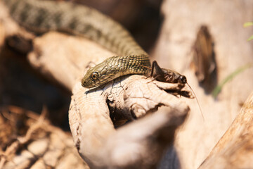 Closeup of Snake in Zoo. Reptile Snake.