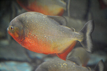 Piranhas.