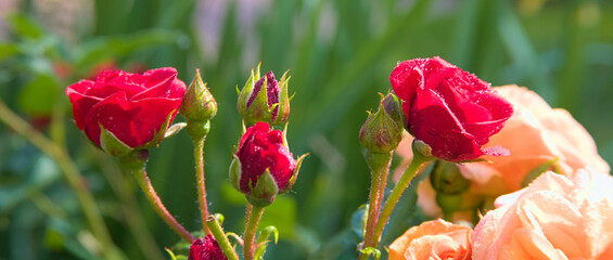 red roses macro shot in garden