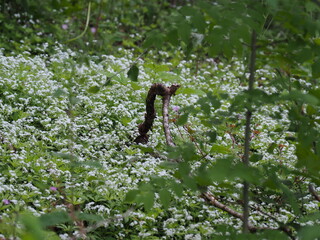 Holzmaar in der Vulkaneifel in Rheinland-Pfalz