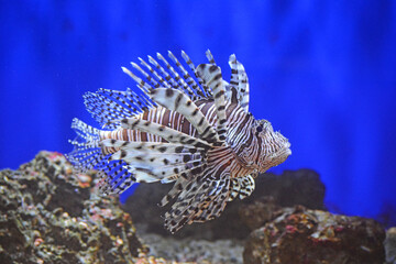 Poisson scorpion, lion, rascasse volante.