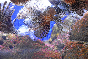 Poisson scorpion, lion, rascasse volante.