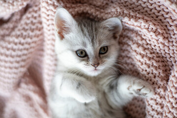 Fototapeta na wymiar Cute gray and white kitten on a light knitted blanket. Pets. Comfort. british breed cat