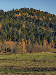 Autumn colors in mountain forests - Gorce Mountains