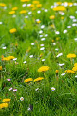 view of a green meadow in spring with lots of yellow dandelion flowers
