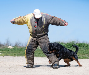 training of rottweiler