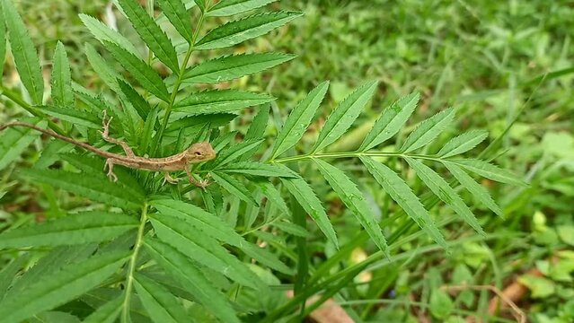 A Indian Baby Tree Lizard On A Marigold Plant.