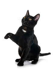 stray cat in studio