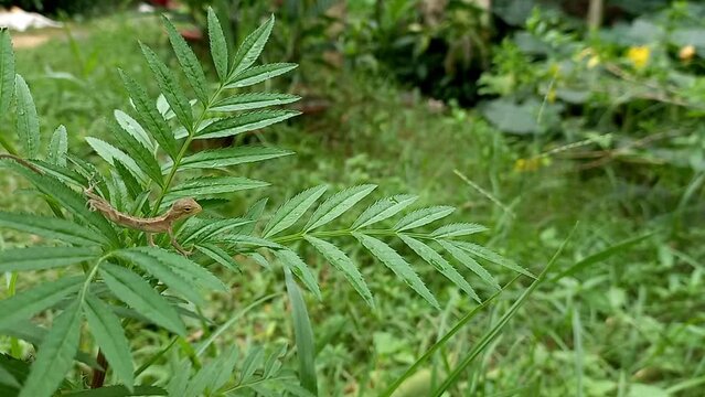A Indian Baby Tree Lizard On A Marigold Plant.