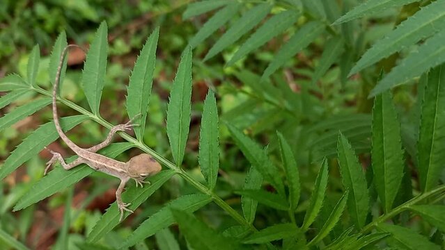 A Indian Baby Tree Lizard On A Marigold Plant.
