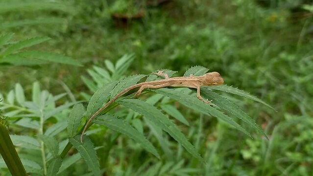 A Indian Baby Tree Lizard On A Marigold Plant.