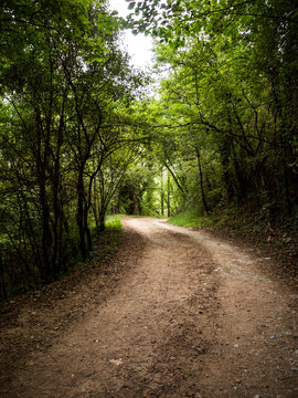 imagen de un camino curvo de tierra entre árboles verdes 