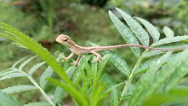A Indian Baby Tree Lizard On A Marigold Plant.