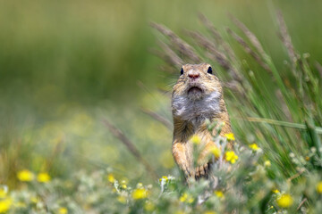 Gopher - adorable animal. Concept of connection with nature.