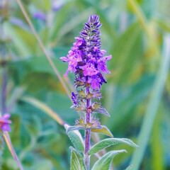 Wild medicinal plant Stachys palustris