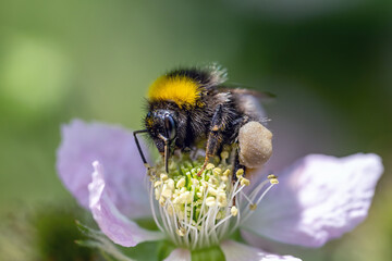 Bumblebee flies away from yellow flowers