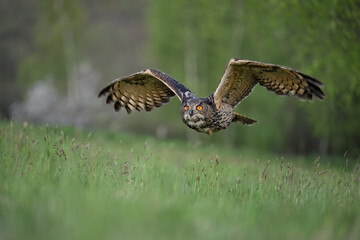 The great eagle owl flies among the trees.