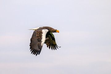 A Kamchatka eagle flies pasture around a falconer.