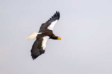 A Kamchatka eagle flies pasture around a falconer.