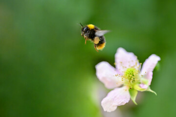 Bumblebee flies away from yellow flowers