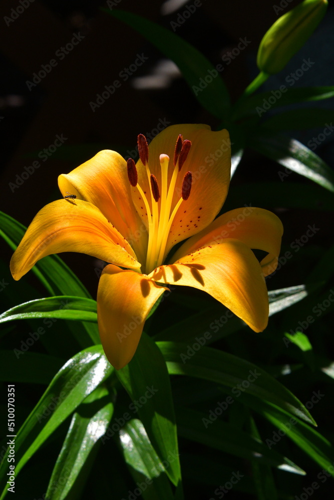 Canvas Prints yellow lily