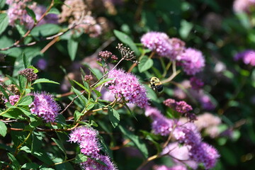Bumble Bee Flying by a Purple Flower