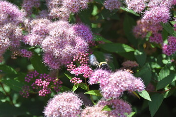 Bumble Bee on a Purple Flower