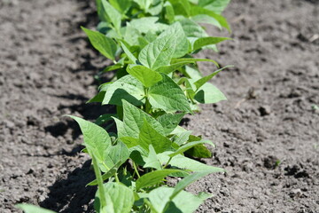 Green Beans in a Garden