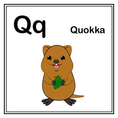 Cute children ABC animal alphabet Q letter flashcard of Quokka for kids learning English vocabulary.