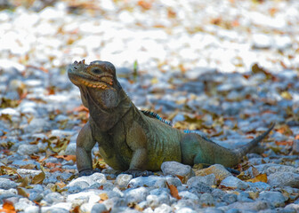 iguana tropical reptilita verde