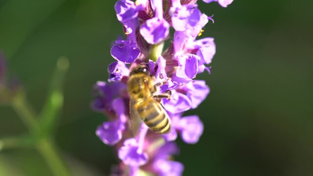 Flying bumble-bee gathering pollen from lavender blossoms
