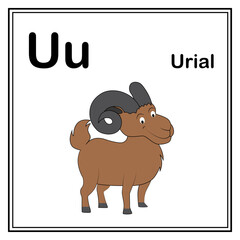 Cute children ABC animal alphabet U letter flashcard of Urial for kids learning English vocabulary.