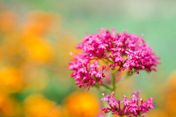 Flowers of South Africa in green Fields