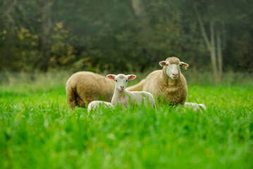 Sheep in Green Grass