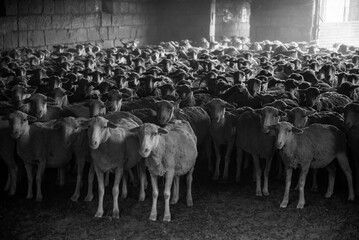 Marino Sheep Black & White after shering